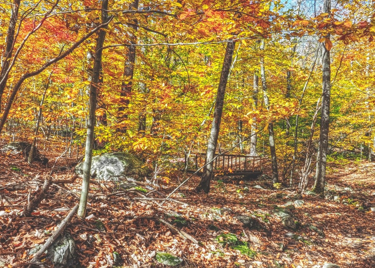 Autunm Forest